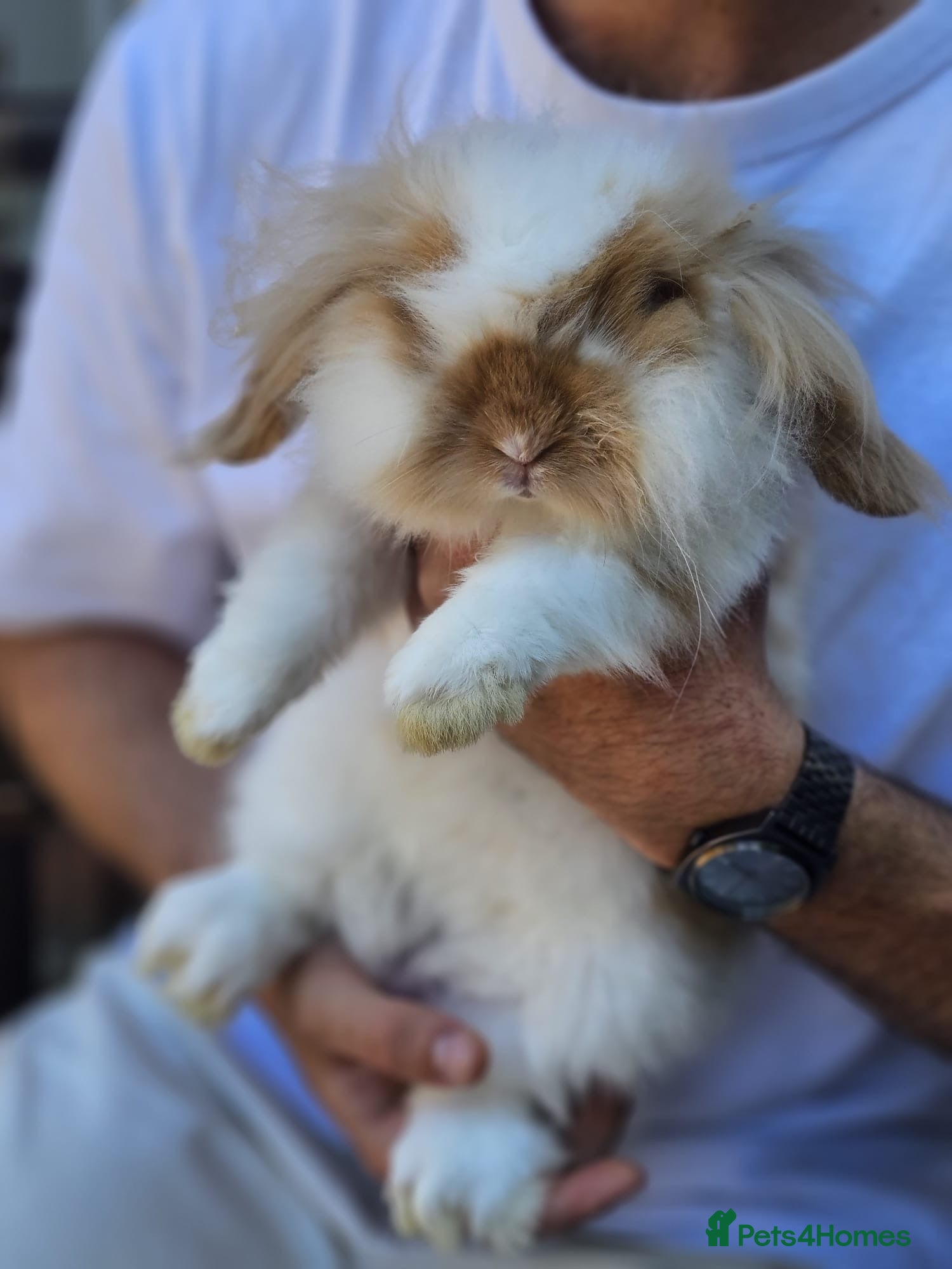 Mini Lop rabbits Chocolate Tort Butterfly Lion Lop  - Advert 1