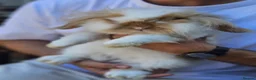 Mini Lop rabbits for sale: Chocolate Tort Butterfly Lion Lop  - Advert 1