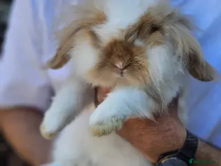 Mini Lop rabbits Chocolate Tort Butterfly Lion Lop - Advert 1