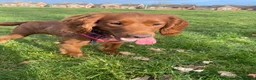 Mixed Breed dogs for sale: 4 year old cocker poo  - Advert 2