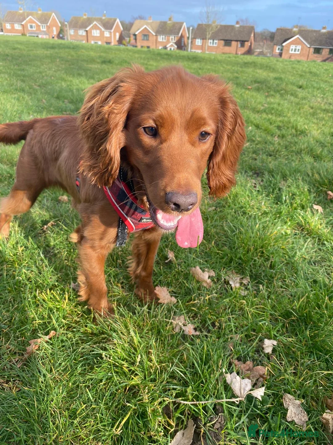 Mixed Breed dogs for sale: 4 year old cocker poo  - Advert 2