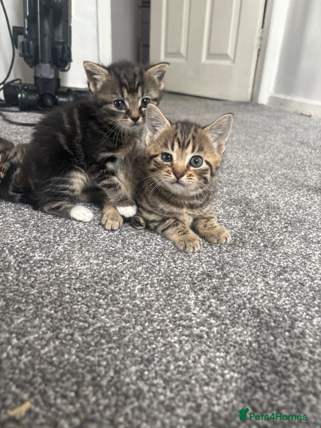 Bengal cats for sale: Bengle cats  in Warrington - Advert 1