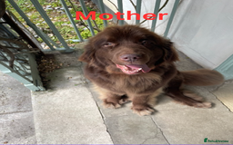 Newfoundland dogs for sale: 🐾 Beautiful Chocolate Newfoundland Puppy (LAST 1) - Image 14