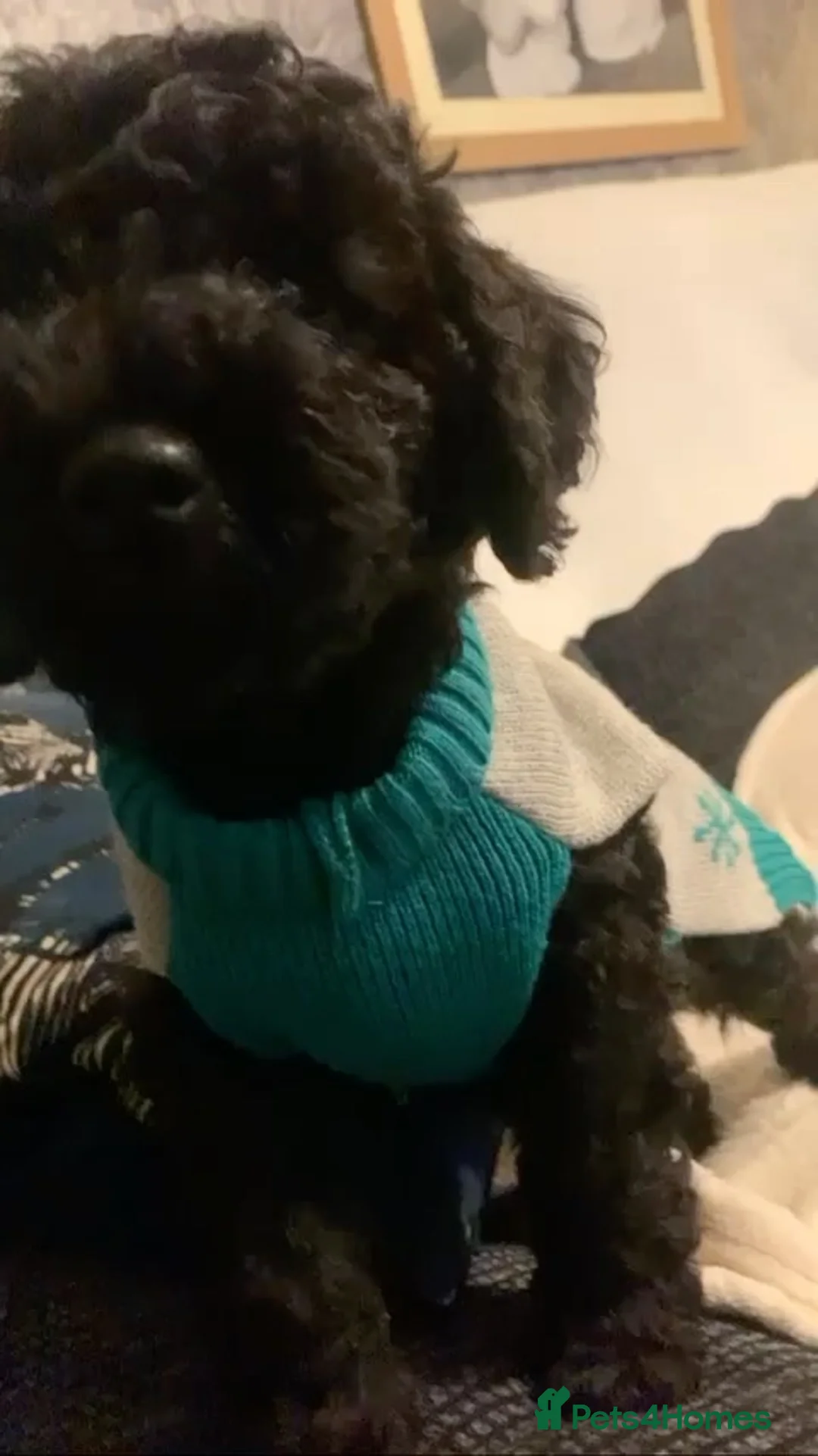 Cockapoo dogs for stud: (Yogi) Male Full black cockapoo for stuffing. - Advert 2