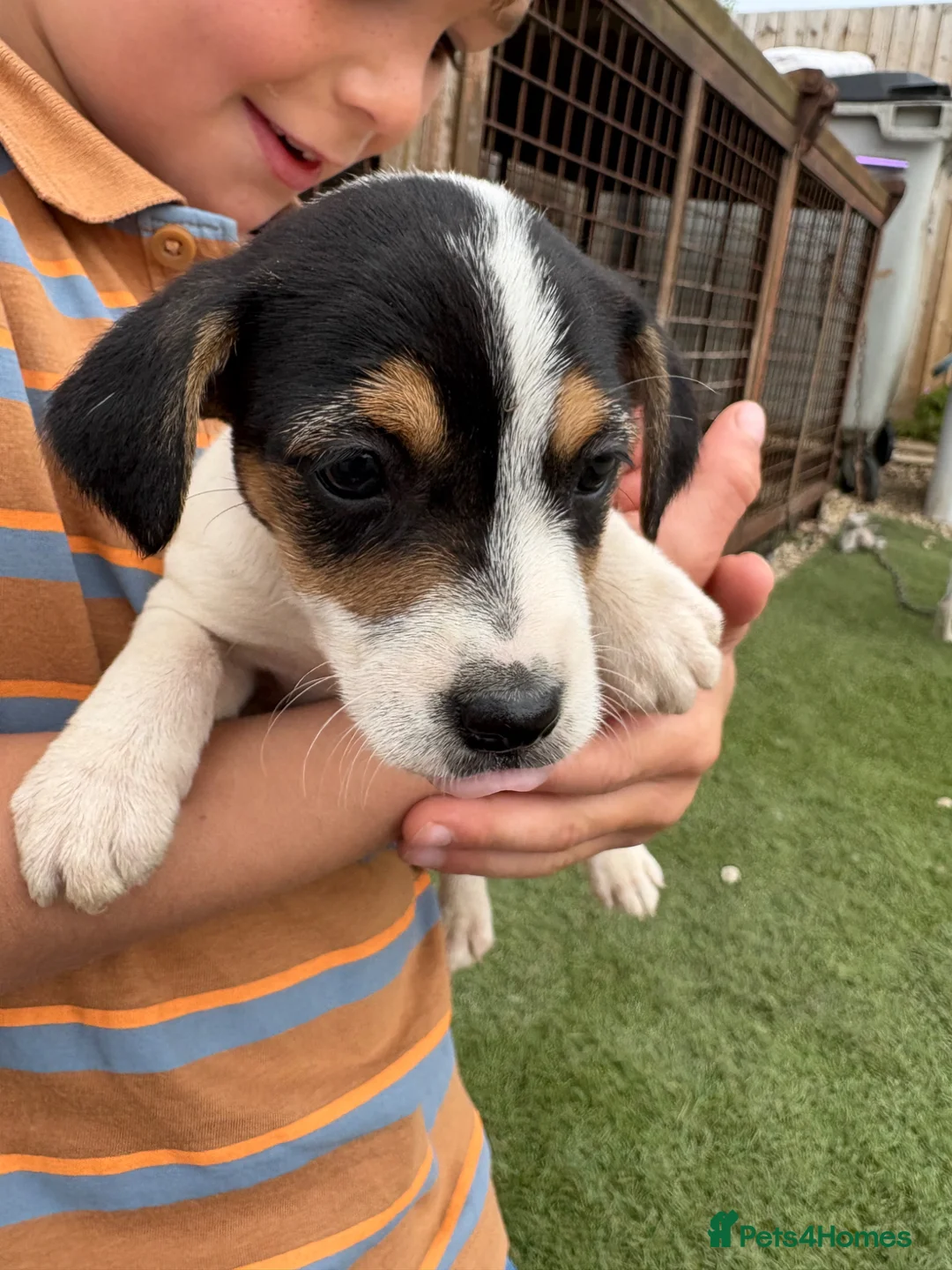 Jack Russell dogs for sale: 6 beautiful Jack russle puppies  in Bristol - Advert 2