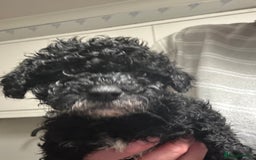 Cavapoo dogs for sale: Toy Cavapoo puppies for sale  - Image 1