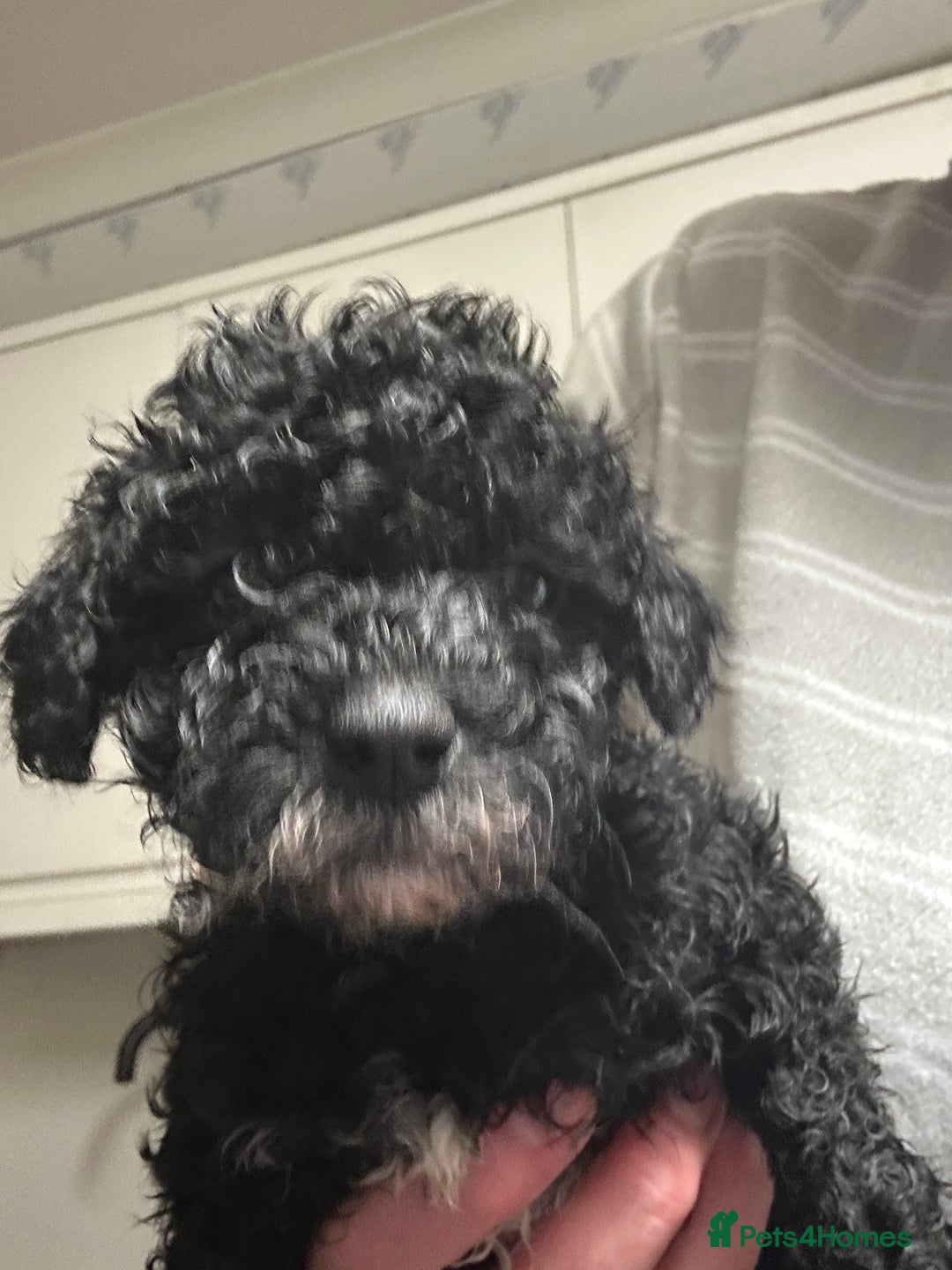 Cavapoo dogs for sale: Toy Cavapoo puppies for sale  - Image 1