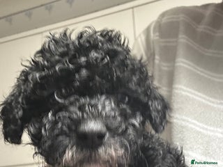 Cavapoo dogs - Advert 2