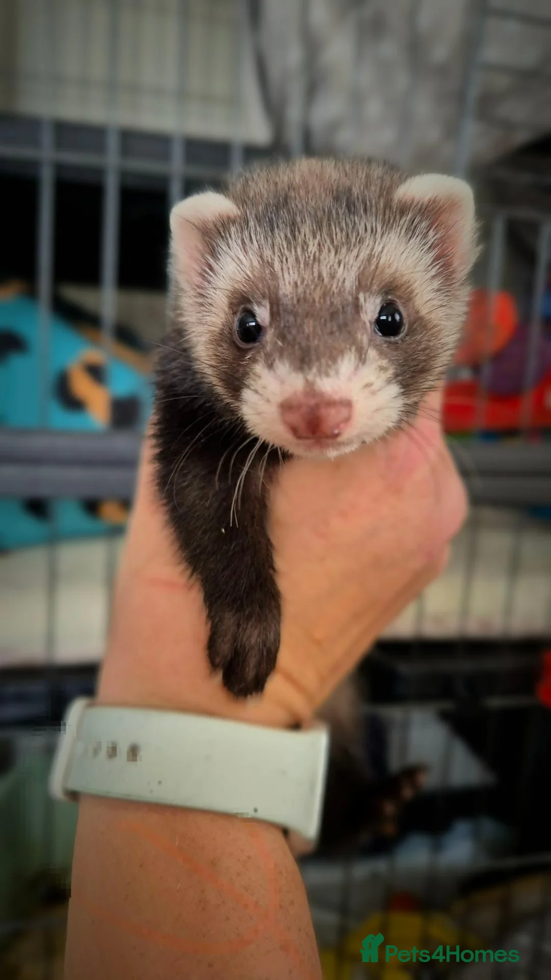 Ferret rodents for sale: 3 x 6 month old ferrets - Advert 15