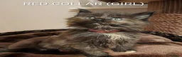 Maine Coon cats for sale: RARE COLOURS!!! MAINE COON KITTENS/DNA/GCCF  - Advert 18