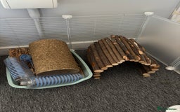 Guinea Pig rodents for sale: Two male guinea pigs for adoption  - Image 5