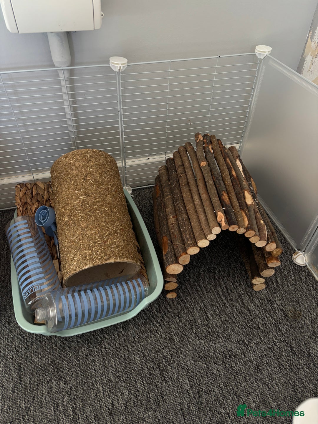 Guinea Pig rodents for sale: Two male guinea pigs for adoption  - Image 5