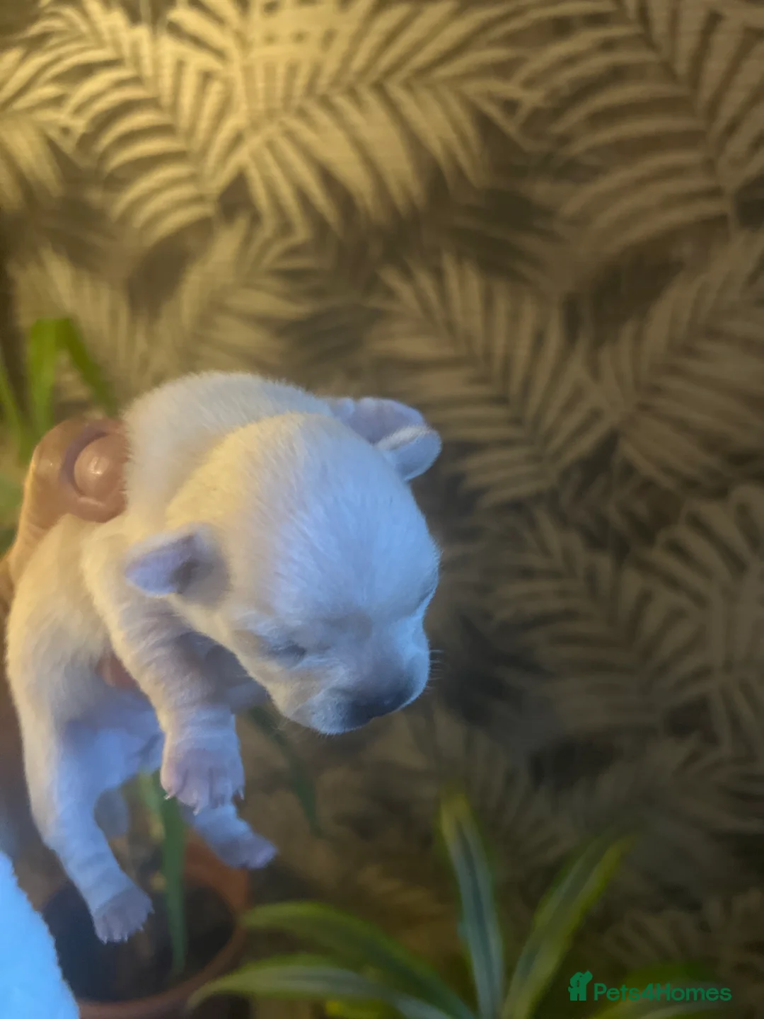 Chihuahua dogs for sale: 2 Female Chiuaua puppies  - Advert 2