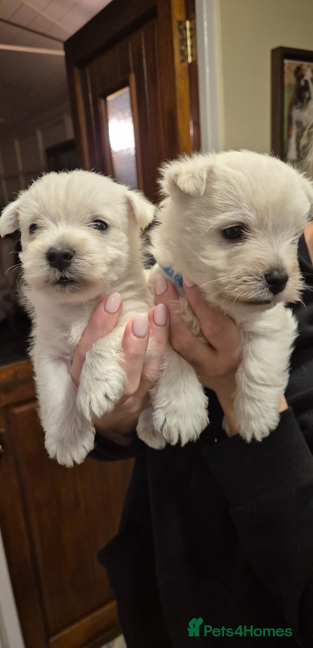 West Highland Terrier dogs for sale: West highland terriers for sale  - Advert 2