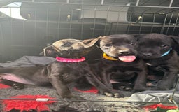 Patterdale Terrier dogs for sale: Pretty Patterdale Puppies  - Image 9