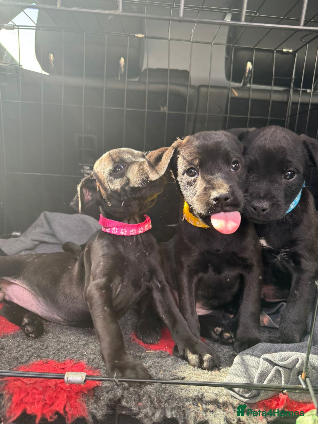 Patterdale Terrier dogs for sale: Pretty Patterdale Puppies  - Image 9