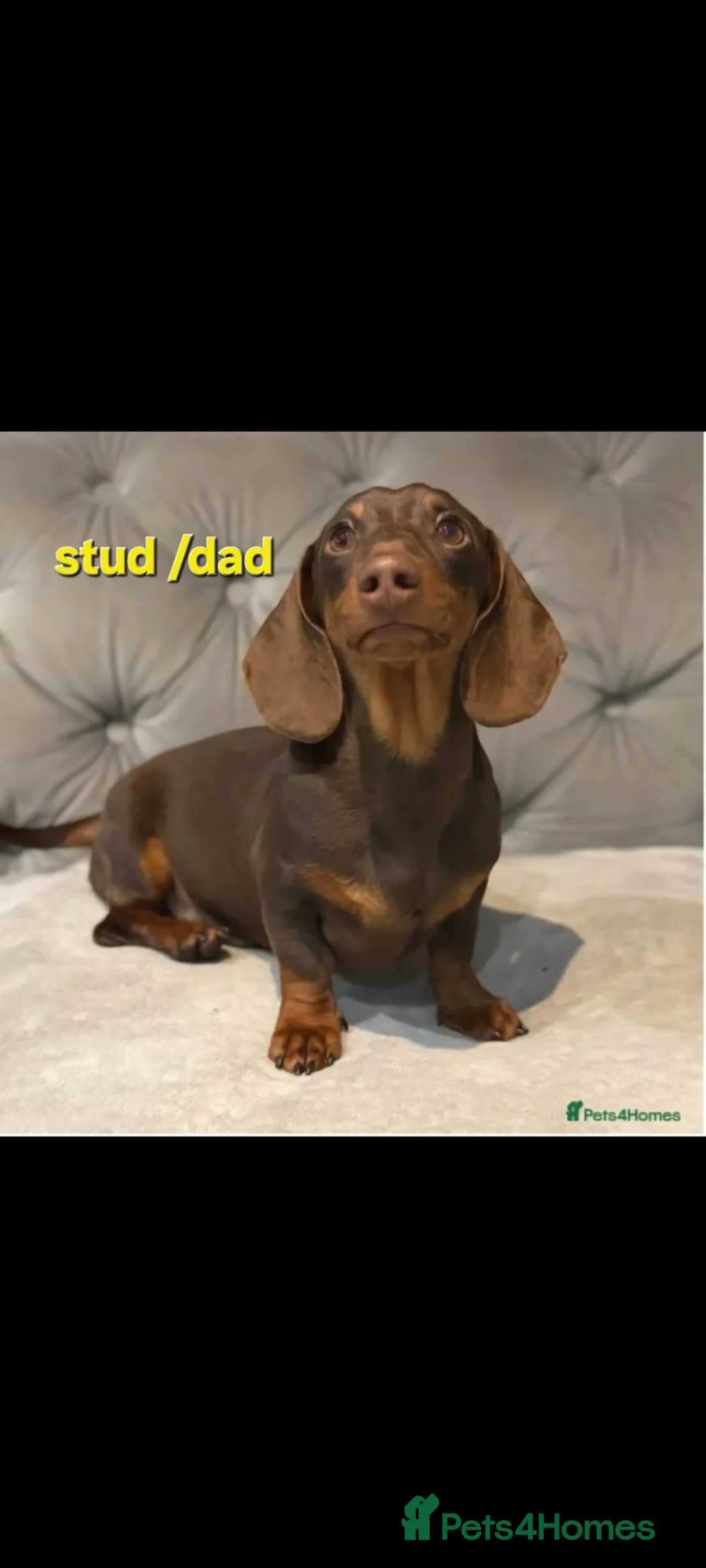 Miniature Dachshund dogs for sale: Last remaining kc registered mini dachshunds - Advert 2