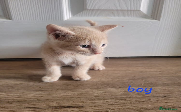 Mixed Breed cats - Advert 2