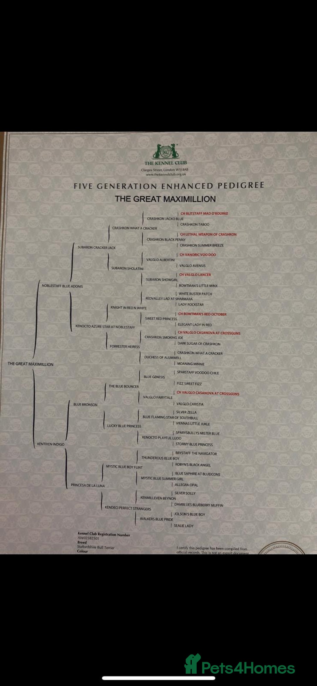 Staffordshire Bull Terrier dogs for stud: Blue Staff KC registered  “Koba” stud  in Swadlincote - Advert 7