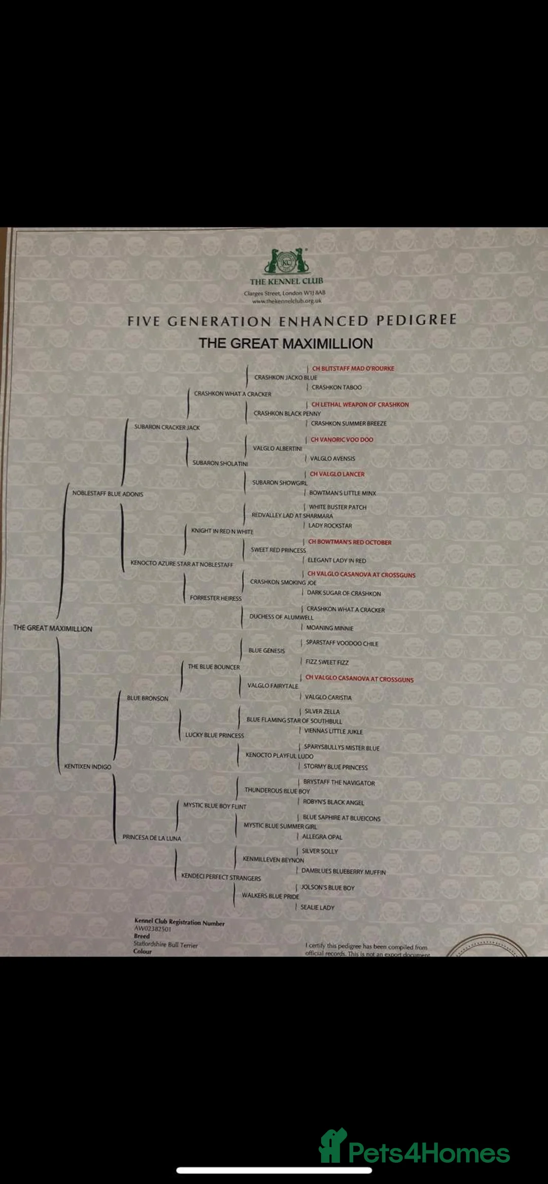 Staffordshire Bull Terrier dogs for stud: Blue Staff KC registered  “Koba” stud  in Swadlincote - Advert 7