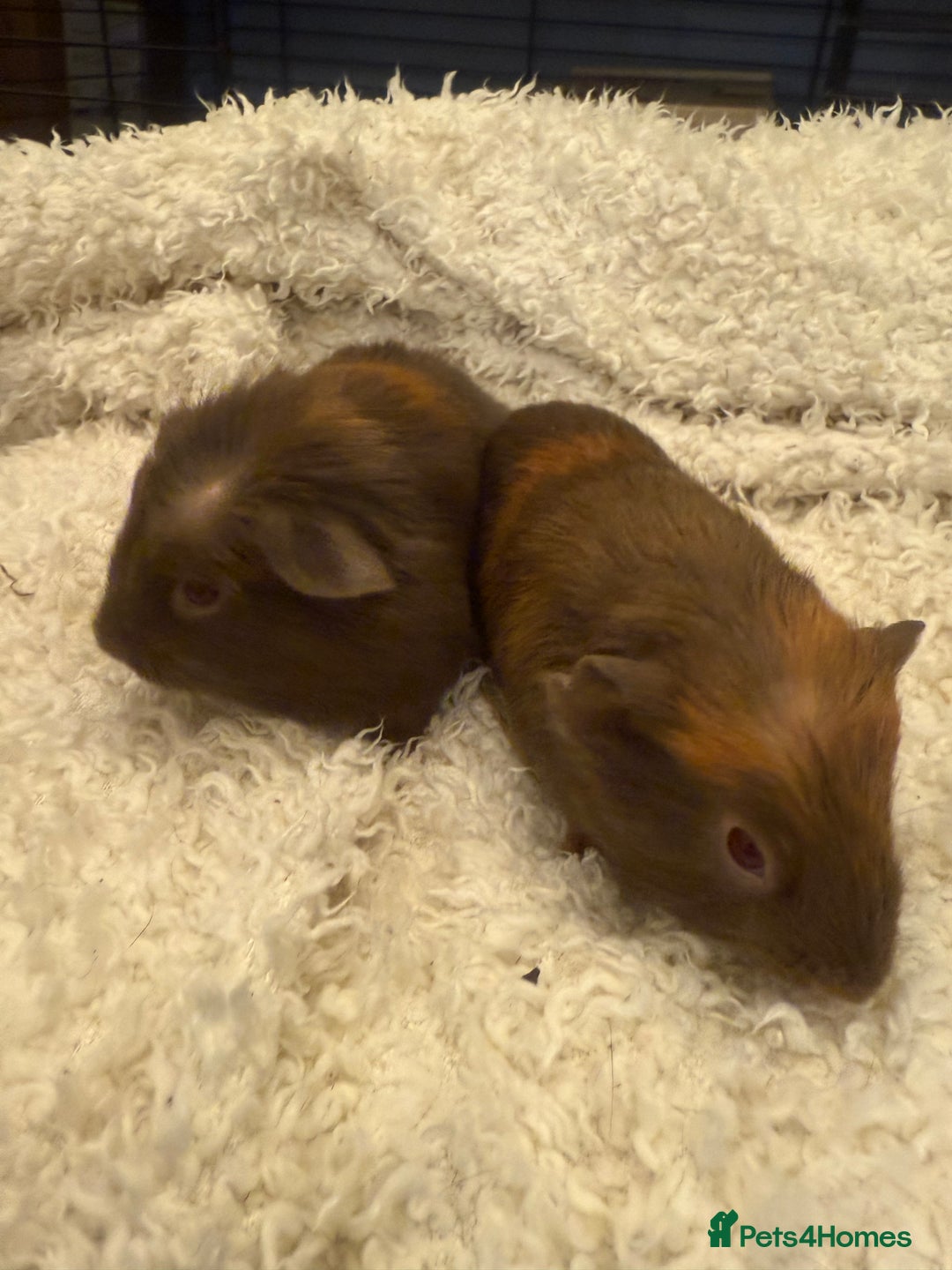 Guinea Pig rodents for sale: Baby guinea pigs  - Advert 3