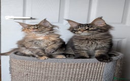 Maine Coon cats for sale: Maine coon kittens, Tica registered  - Image 24