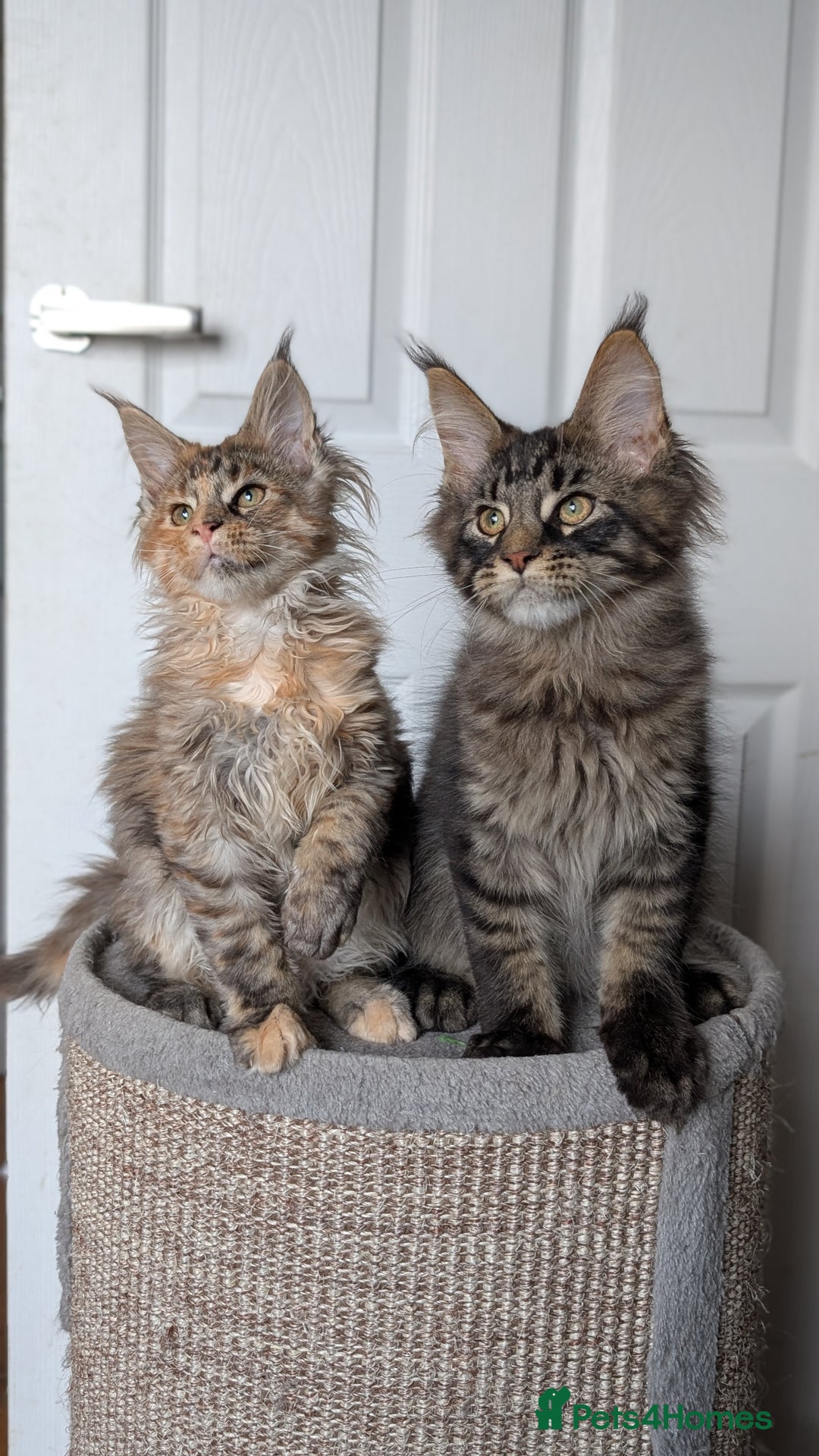 Maine Coon cats for sale: Maine coon kittens, Tica registered  - Image 24