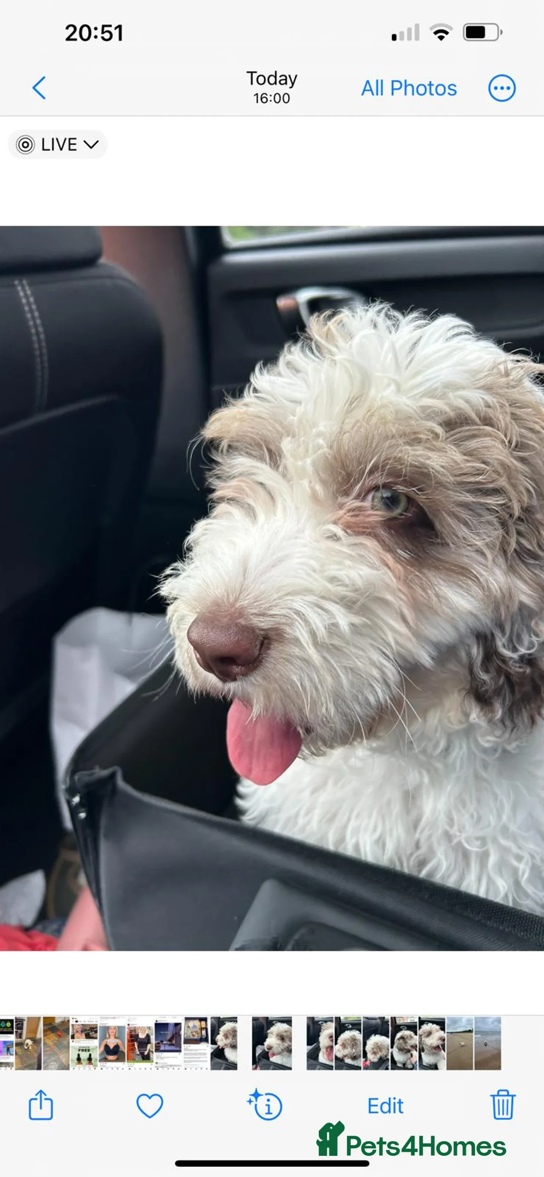 Miniature Poodle dogs for stud: Chocolate Merle Miniature Poodle for stud in Warrington - Advert 29