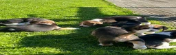 Beagle dogs for sale: Champion Bred Puppies (KC Reg) - Advert 13