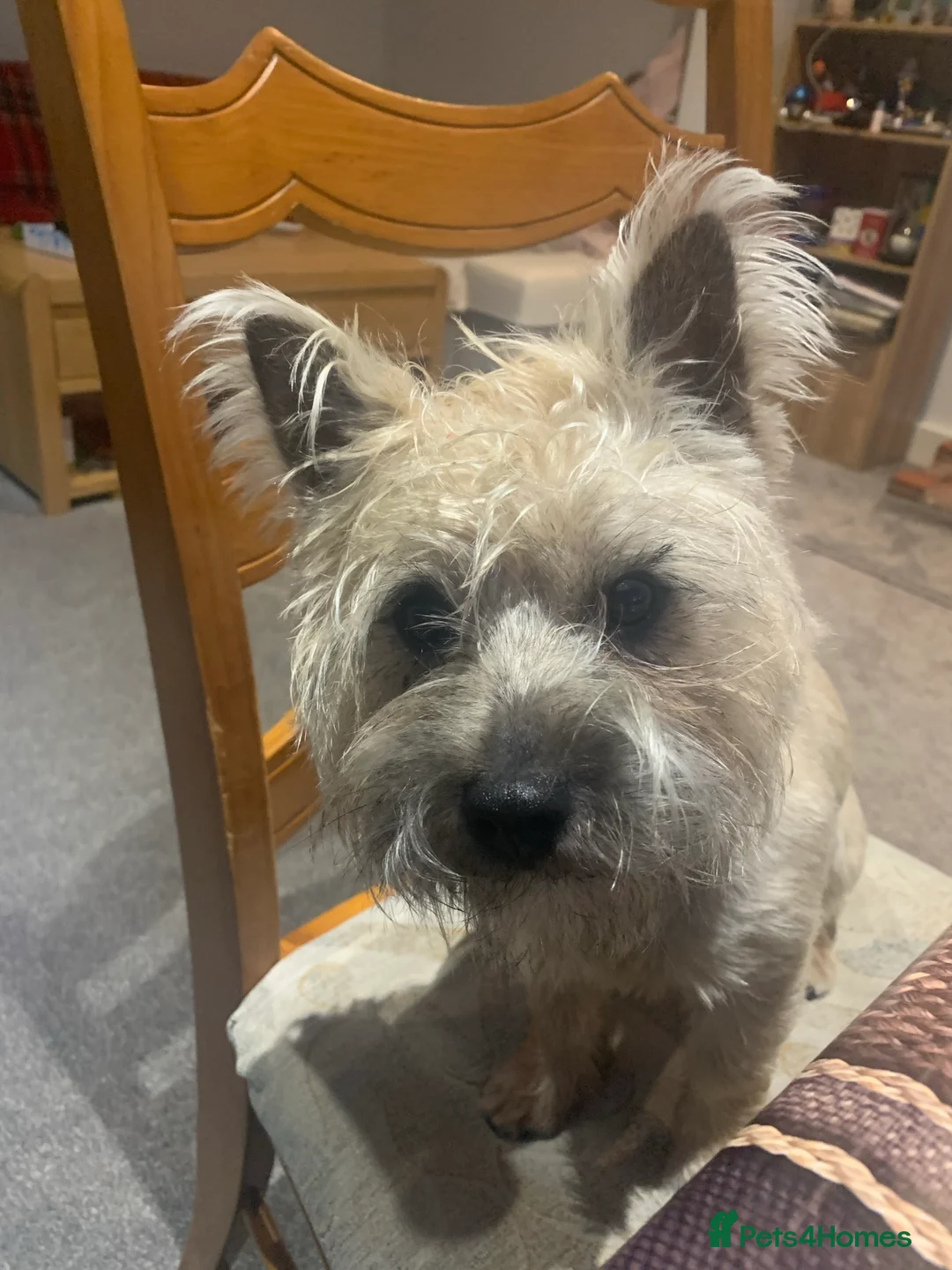 Cairn Terrier dogs for stud: kc registered cairn terrier for stud in Waterlooville - Advert 2