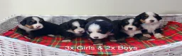 Bernese Mountain Dog dogs for sale: Beautiful Bernese Mountain Dog Puppies - Advert 1