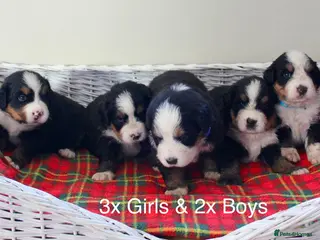 Bernese Mountain Dog dogs Beautiful Bernese Mountain Dog Puppies - Advert 1