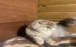 British Longhair cats for sale: Gorgeous Gccf female British Longhairs - Image 6