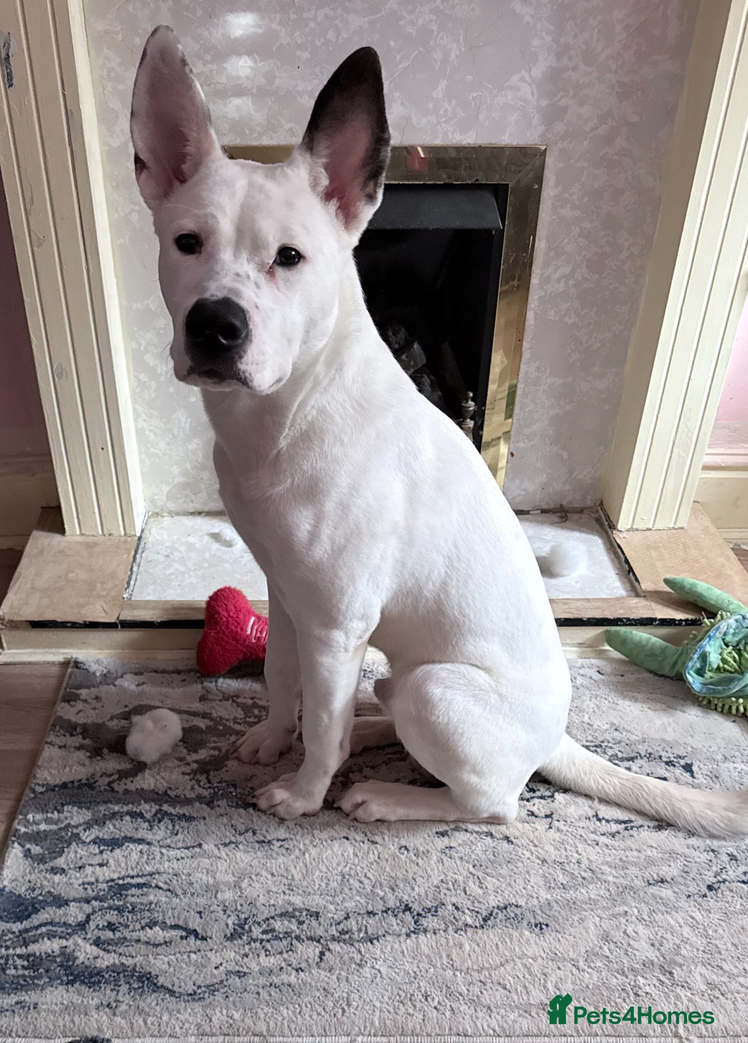 Mixed Breed dogs Akita/staffy puppy 7 months old - Advert 1