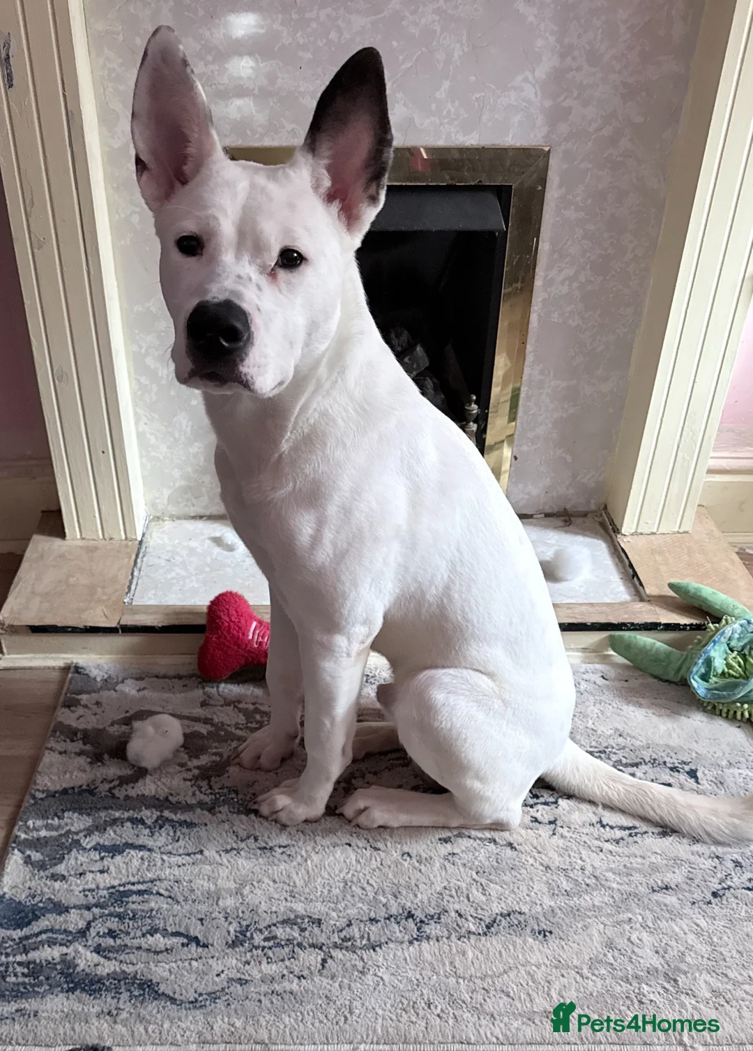 Mixed Breed dogs for sale: Akita/staffy puppy 7 months old in Warrington - Advert 1