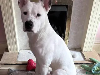 Mixed Breed dogs Akita/staffy puppy 7 months old - Advert 1