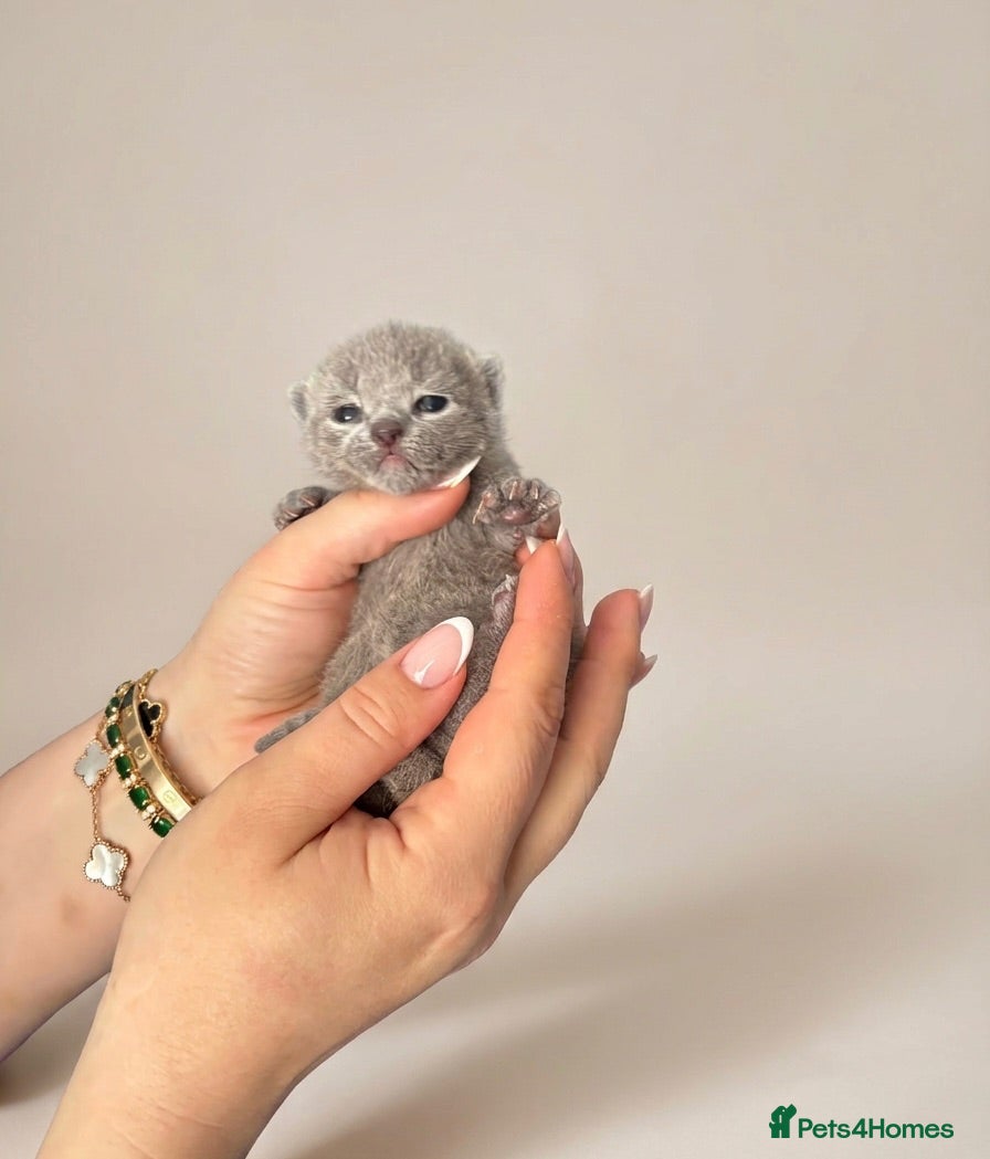 Russian Blue cats Top pedigree Instagram star Russian blue kittens - Advert 1