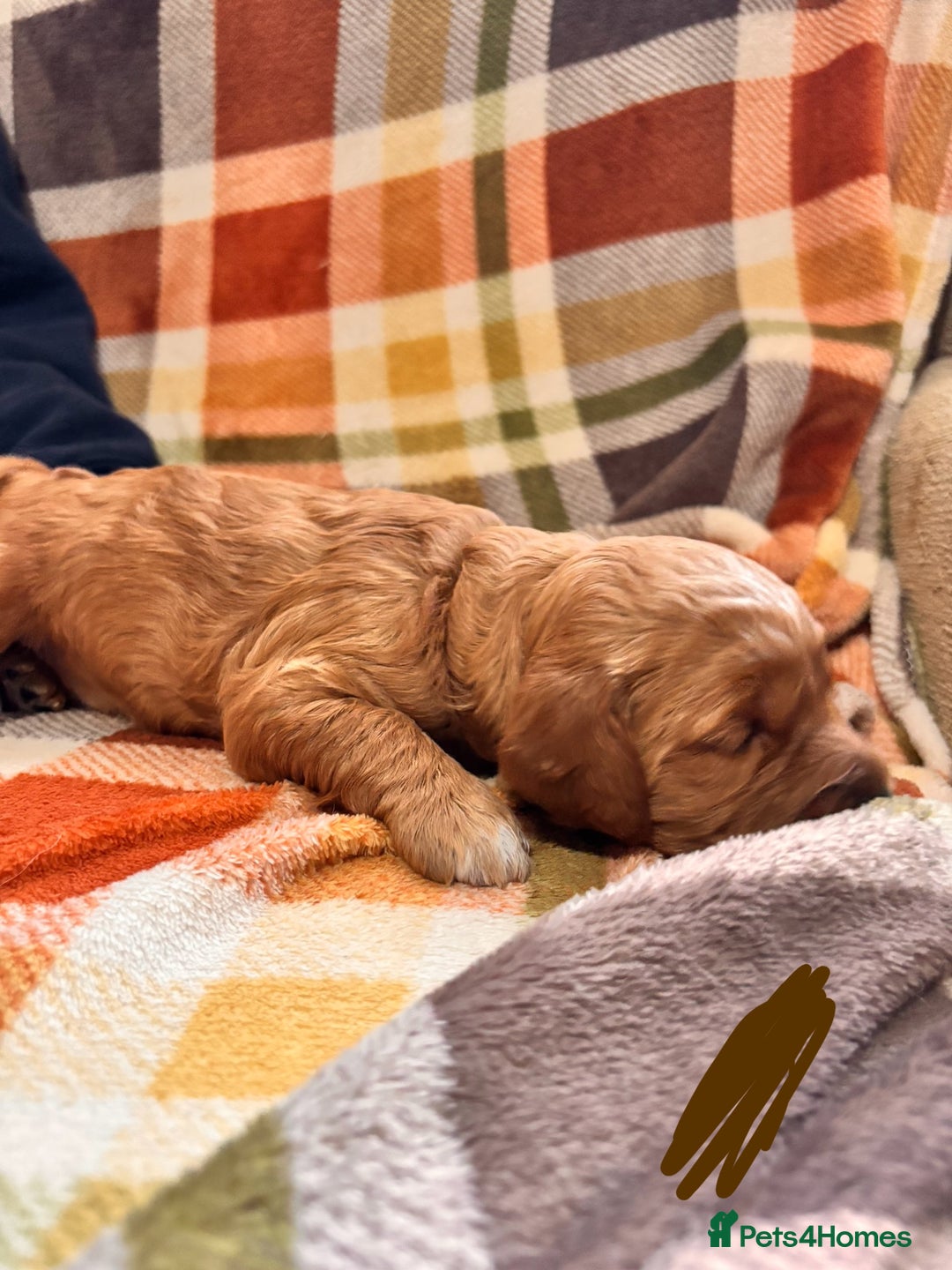 Mini Goldendoodle dogs for sale: ✨Stunning Red/Bronze Golden Doodle Pups ✨ - Advert 7