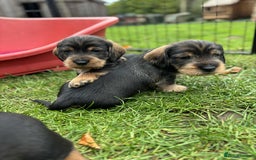 Dachshund dogs for sale: Dual Purpose Standard Wirehaired Dachshund(Teckel) - Image 9