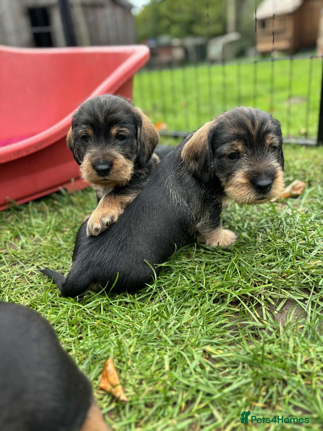 Dachshund dogs for sale: Dual Purpose Standard Wirehaired Dachshund(Teckel) - Image 9