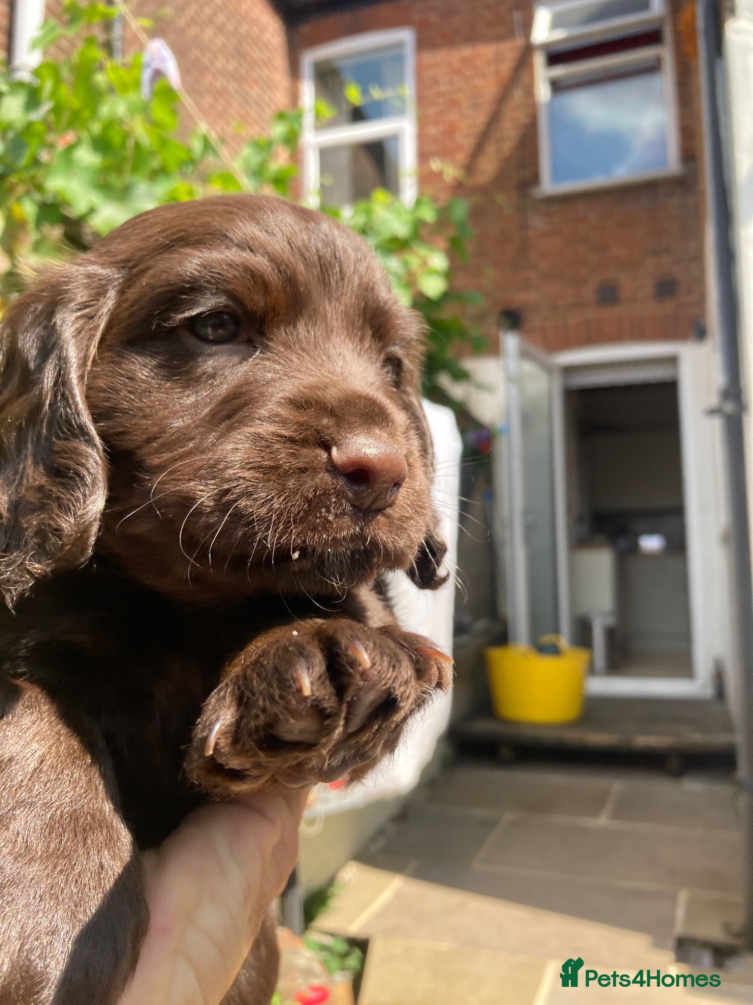 Cocker Spaniel dogs Cocker spaniel puppy (no docked tail) - Advert 1