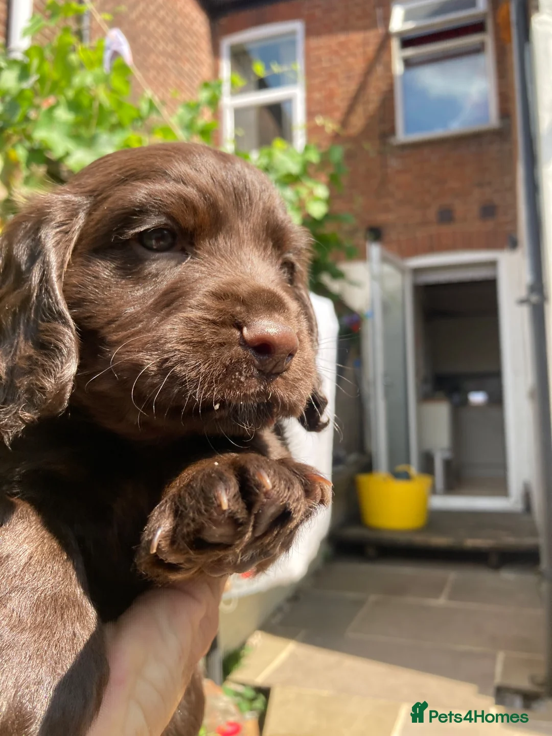 Cocker Spaniel dogs for sale: Cocker spaniel puppy (no docked tail) - Advert 1