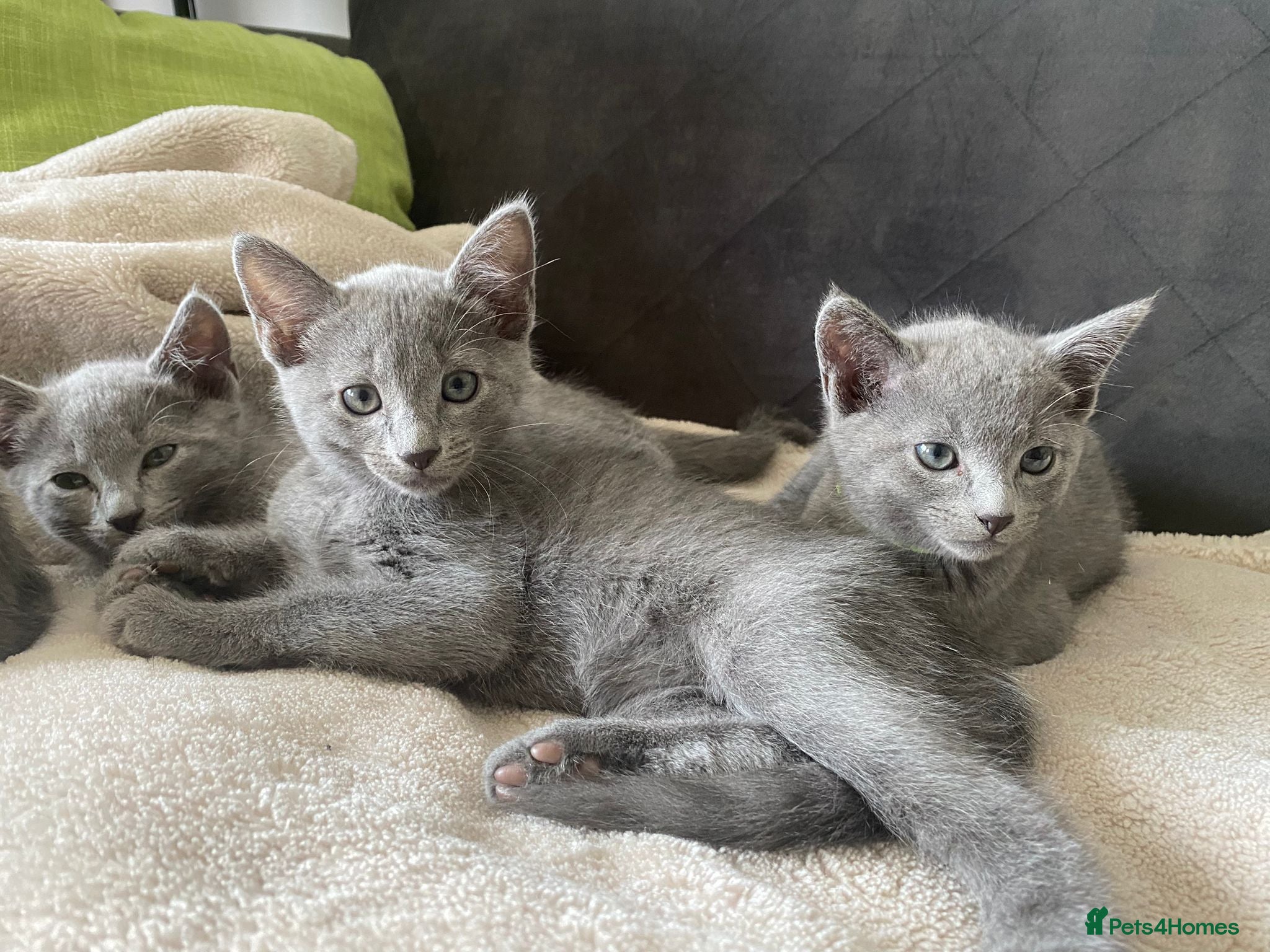 Russian Blue cats Russian Blue kittens 2 girls and 6 boys - Advert 1