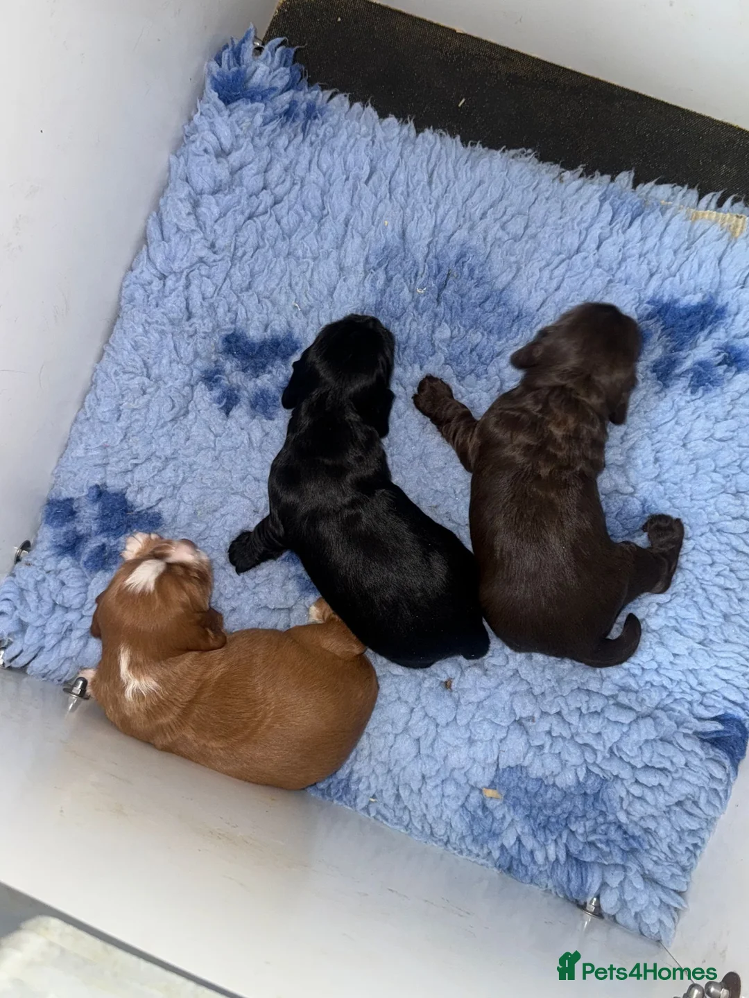 Cocker Spaniel dogs for sale: Cocker Spaniel Pups, KC Reg, field trial bred - Advert 2