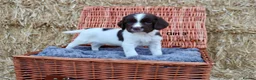 English Springer Spaniel dogs for sale: 1 boy left. Heath Tested Springer Spaniel Pups - Advert 32