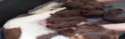 Sprocker dogs for sale: F1 sprocker puppies - Advert 10