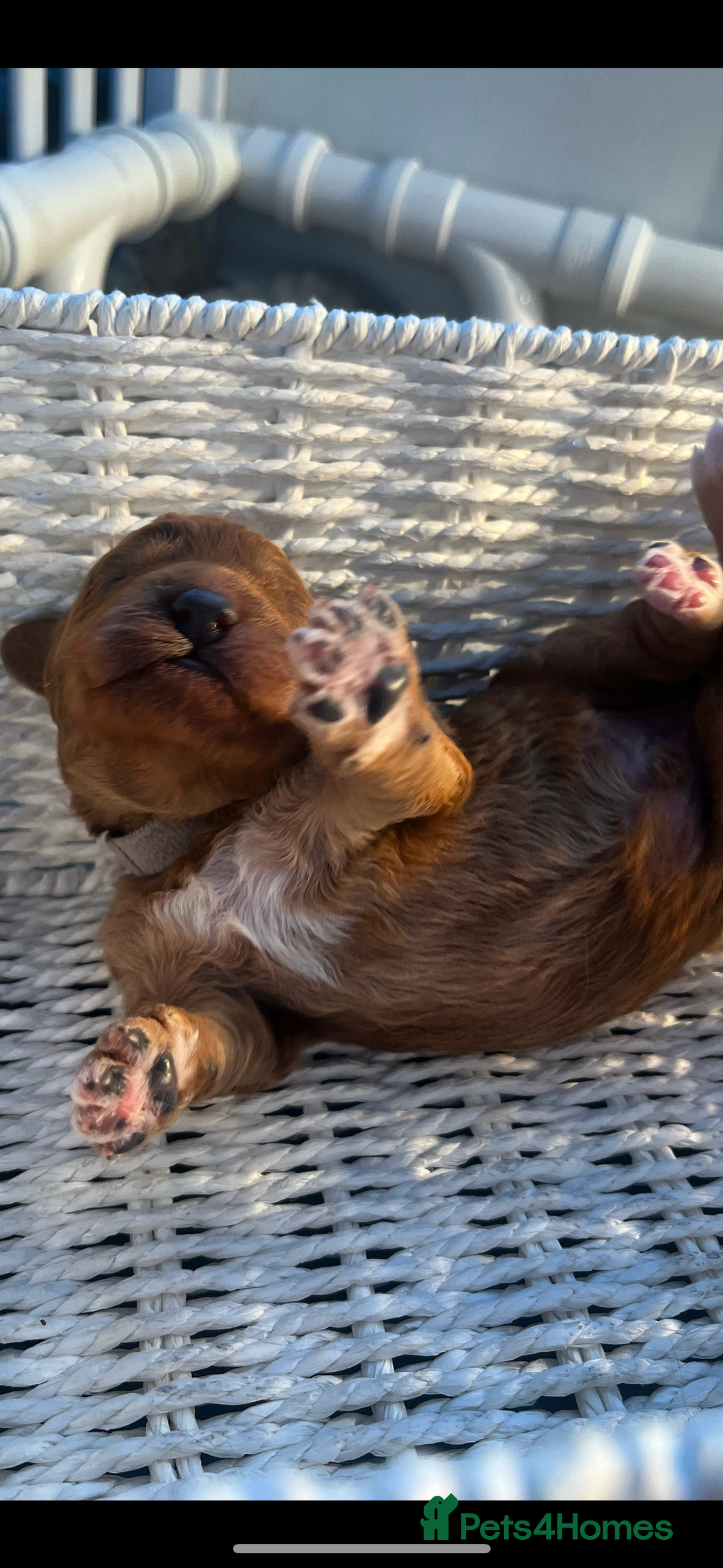 Goldendoodle dogs for sale: GOLDENDOODLE WITH A DIFFERENCE - Image 11