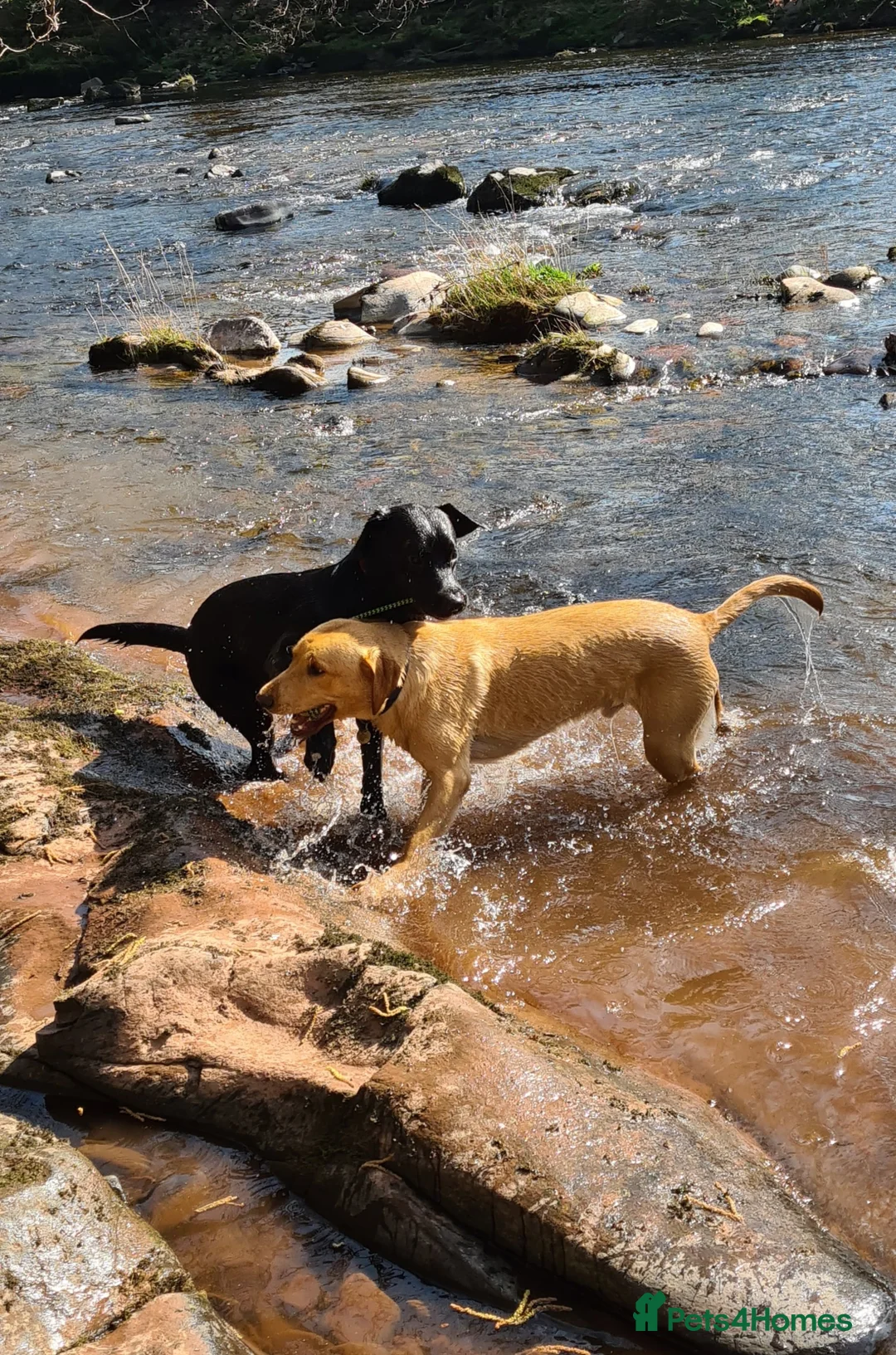 Labrador Retriever dogs for stud: Unproven Labrador Stud NO FEE. KC reg/BVA screened in Brecon - Advert 29