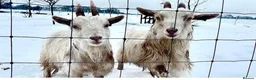 Goats livestock for sale: 3 female Pygmy goats  in Warrington - Advert 4
