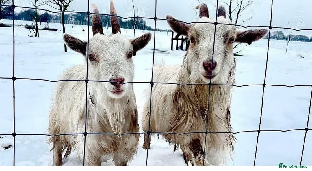 Goats livestock for sale: 3 female Pygmy goats  in Warrington - Advert 4